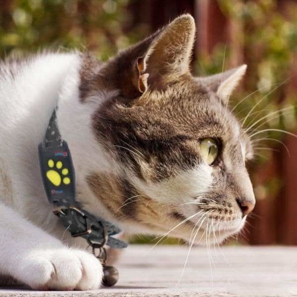 Vexon Cat GPS Tracker with Real-Time Tracking, No Subscription